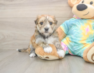 5 week old Morkie Puppy For Sale - Pilesgrove Pups