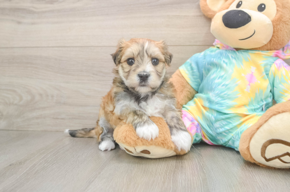 5 week old Morkie Puppy For Sale - Pilesgrove Pups