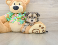5 week old Morkie Puppy For Sale - Pilesgrove Pups