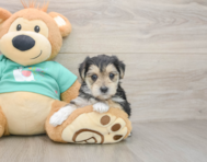6 week old Morkie Puppy For Sale - Pilesgrove Pups
