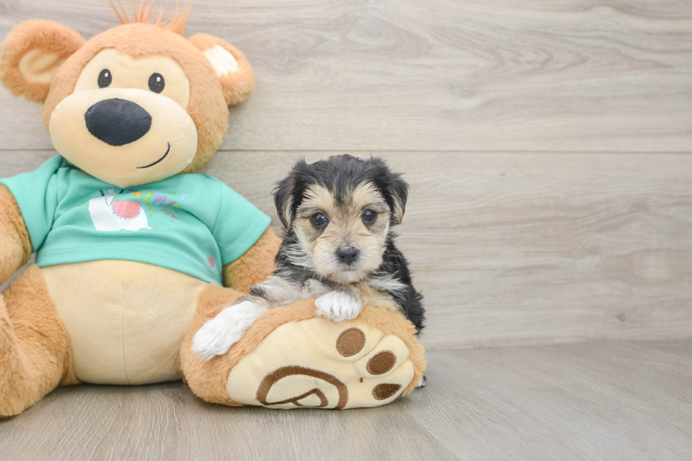 Morkie Puppy for Adoption