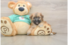 Best Morkie Baby