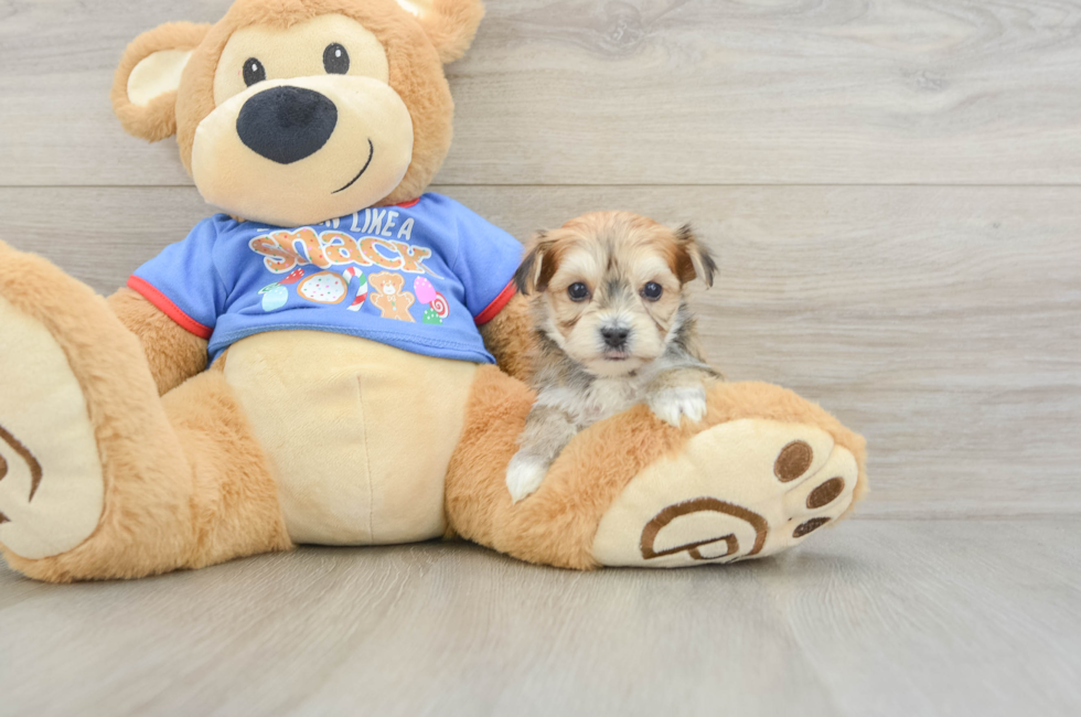 5 week old Morkie Puppy For Sale - Pilesgrove Pups