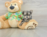 5 week old Morkie Puppy For Sale - Pilesgrove Pups