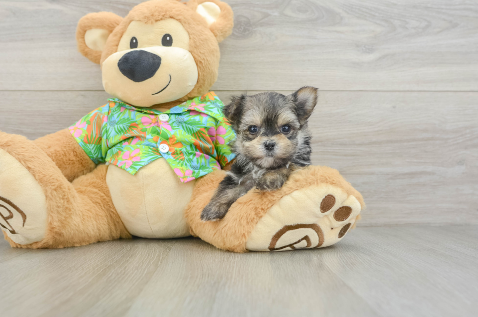 6 week old Morkie Puppy For Sale - Pilesgrove Pups