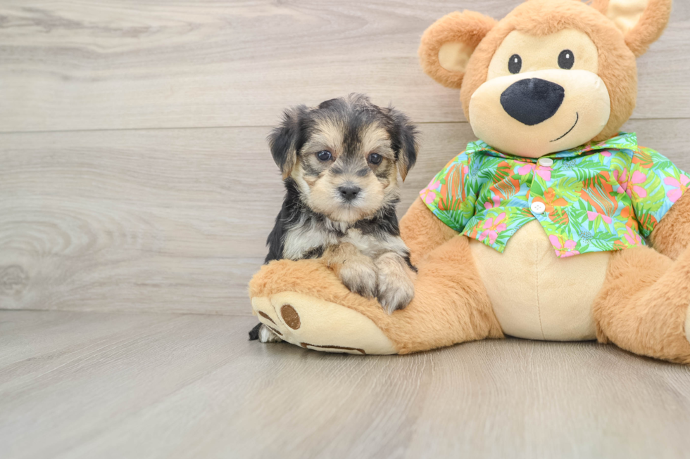 Best Morkie Baby