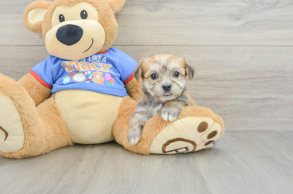 5 week old Morkie Puppy For Sale - Pilesgrove Pups