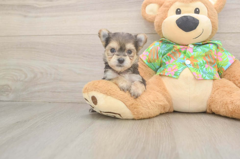 6 week old Morkie Puppy For Sale - Pilesgrove Pups