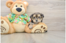 Hypoallergenic Maltiyork Designer Puppy