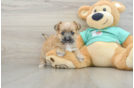 Energetic Morkshire Terrier Designer Puppy