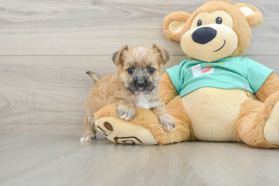 Energetic Morkshire Terrier Designer Puppy