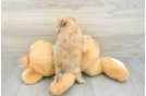 Petite Morkie Designer Pup