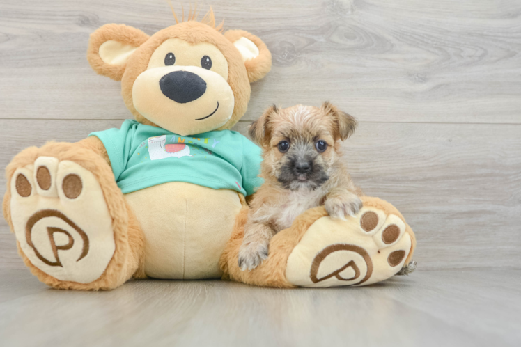 Popular Morkie Designer Pup
