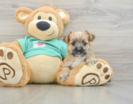 5 week old Morkie Puppy For Sale - Pilesgrove Pups