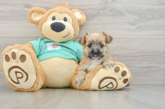 Popular Morkie Designer Pup