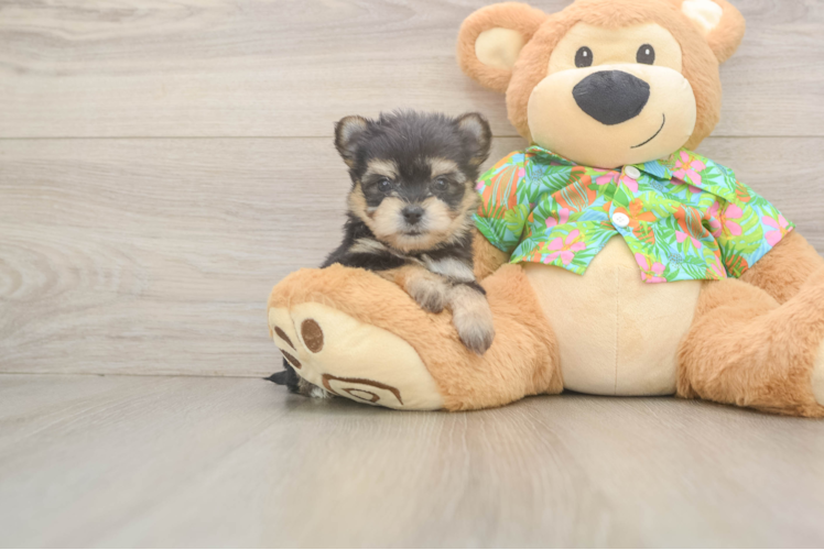 Best Morkie Baby
