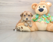 5 week old Morkie Puppy For Sale - Pilesgrove Pups