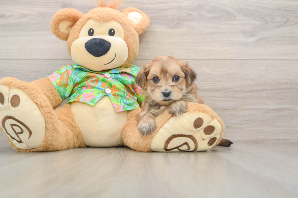 Adorable Malki Designer Puppy