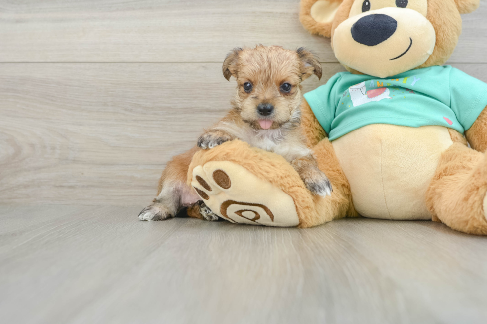 Petite Morkie Designer Pup