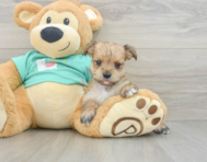 5 week old Morkie Puppy For Sale - Pilesgrove Pups