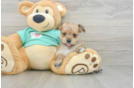 Cute Morkie Baby