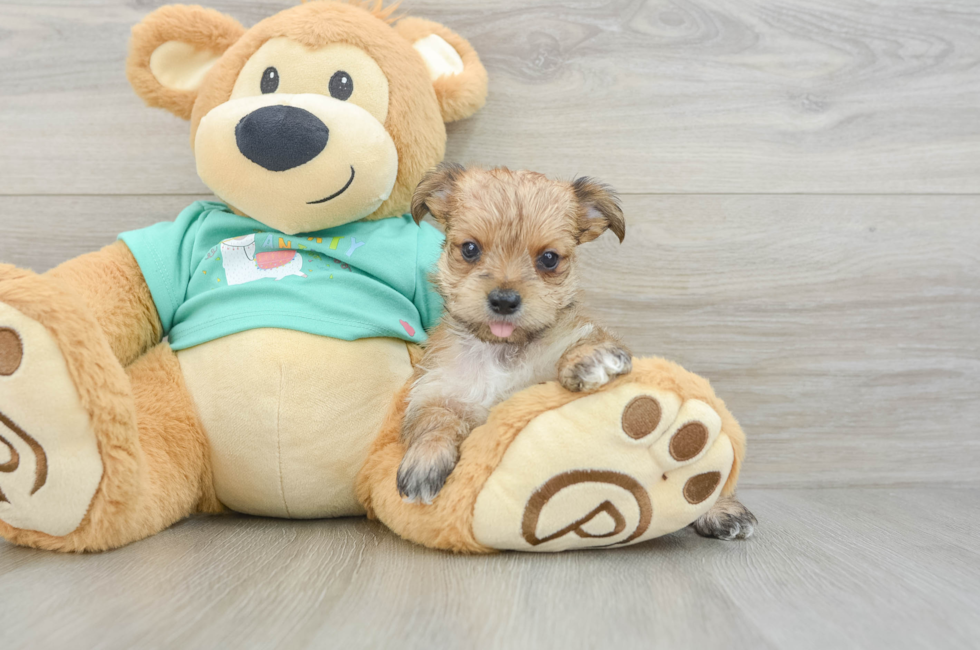 5 week old Morkie Puppy For Sale - Pilesgrove Pups
