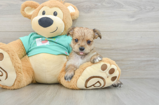 Cute Morkie Baby