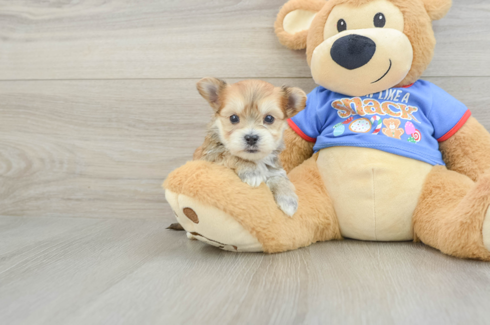 5 week old Morkie Puppy For Sale - Pilesgrove Pups