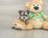 7 week old Morkie Puppy For Sale - Pilesgrove Pups