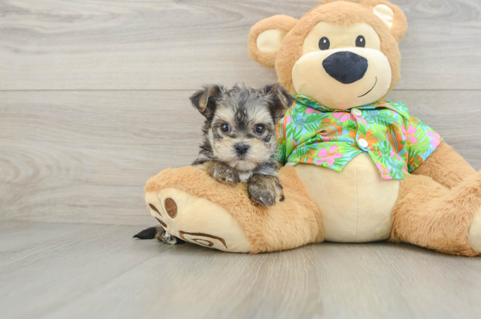 6 week old Morkie Puppy For Sale - Pilesgrove Pups