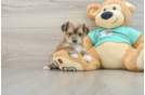 Smart Morkie Designer Pup