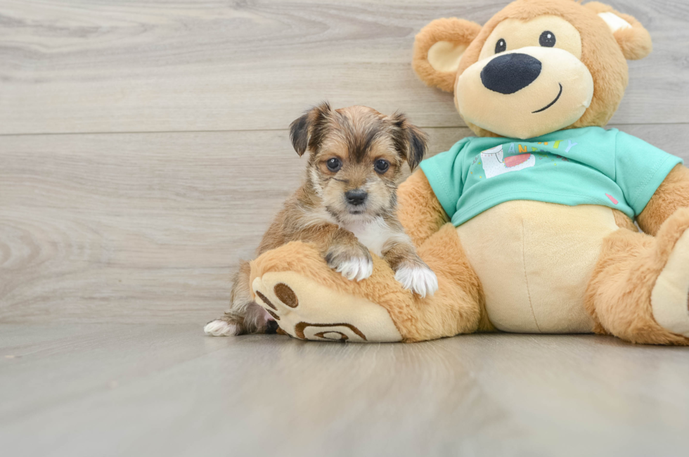 5 week old Morkie Puppy For Sale - Pilesgrove Pups