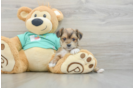 Morkie Puppy for Adoption