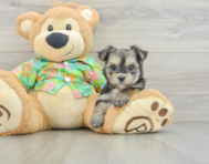 7 week old Morkie Puppy For Sale - Pilesgrove Pups
