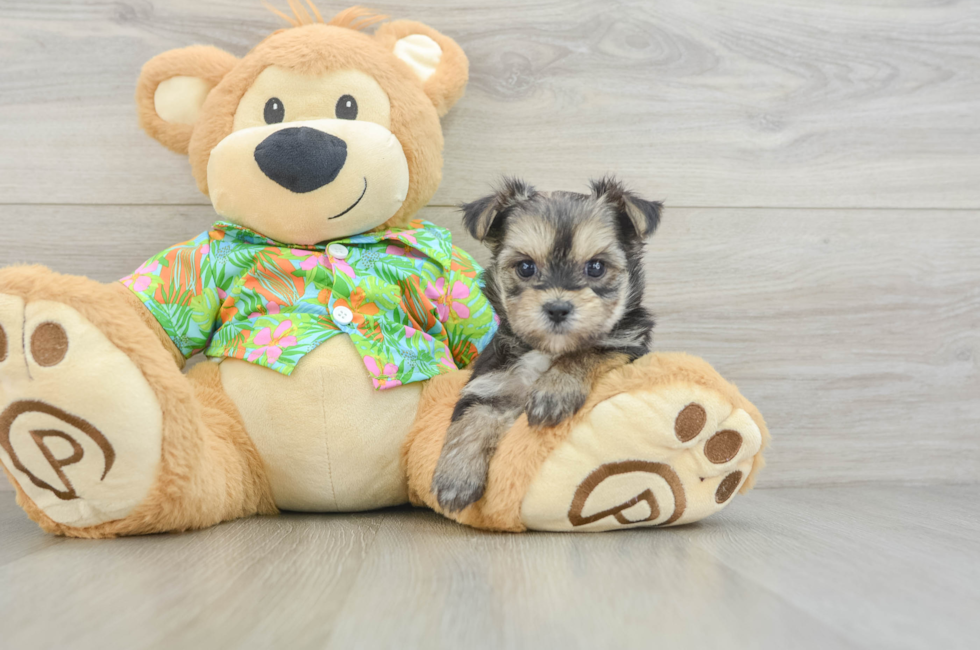6 week old Morkie Puppy For Sale - Pilesgrove Pups