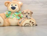 6 week old Morkie Puppy For Sale - Pilesgrove Pups