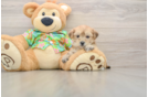 Adorable Yorktese Designer Puppy