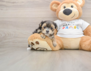 5 week old Morkie Puppy For Sale - Pilesgrove Pups