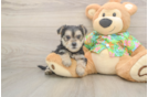 Funny Morkie Designer Pup