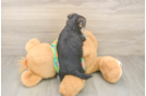 Morkie Puppy for Adoption