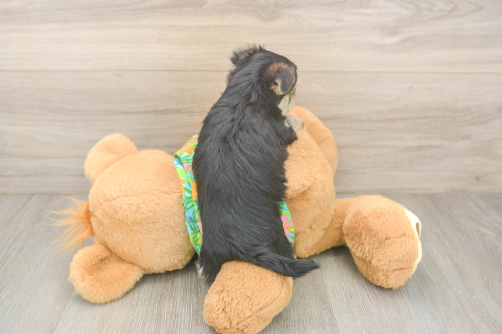 Morkie Puppy for Adoption