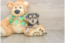 Hypoallergenic Morkshire Terrier Designer Puppy