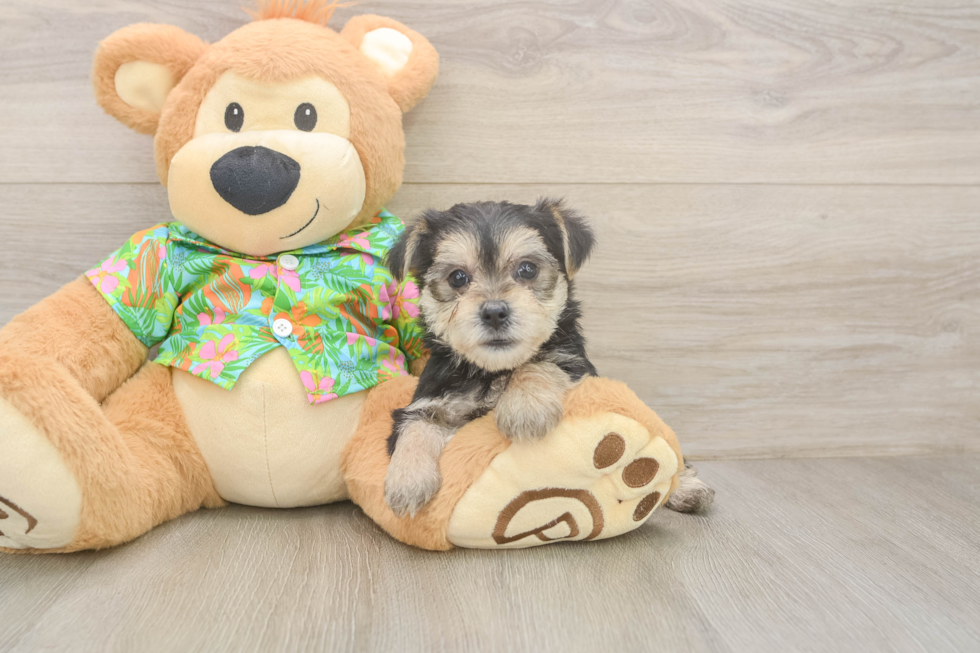 Hypoallergenic Morkshire Terrier Designer Puppy