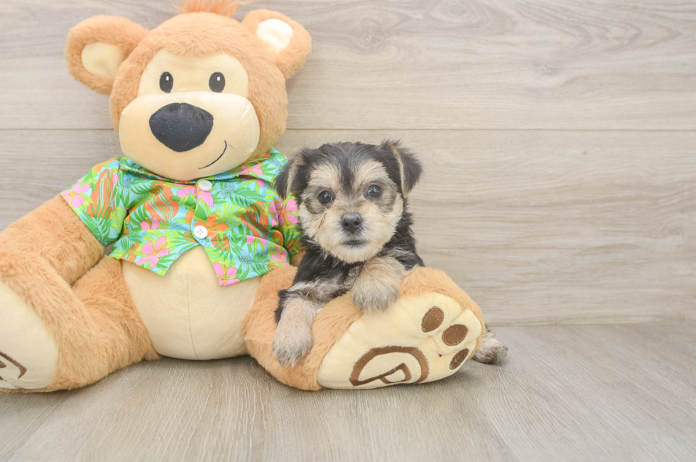 5 week old Morkie Puppy For Sale - Pilesgrove Pups