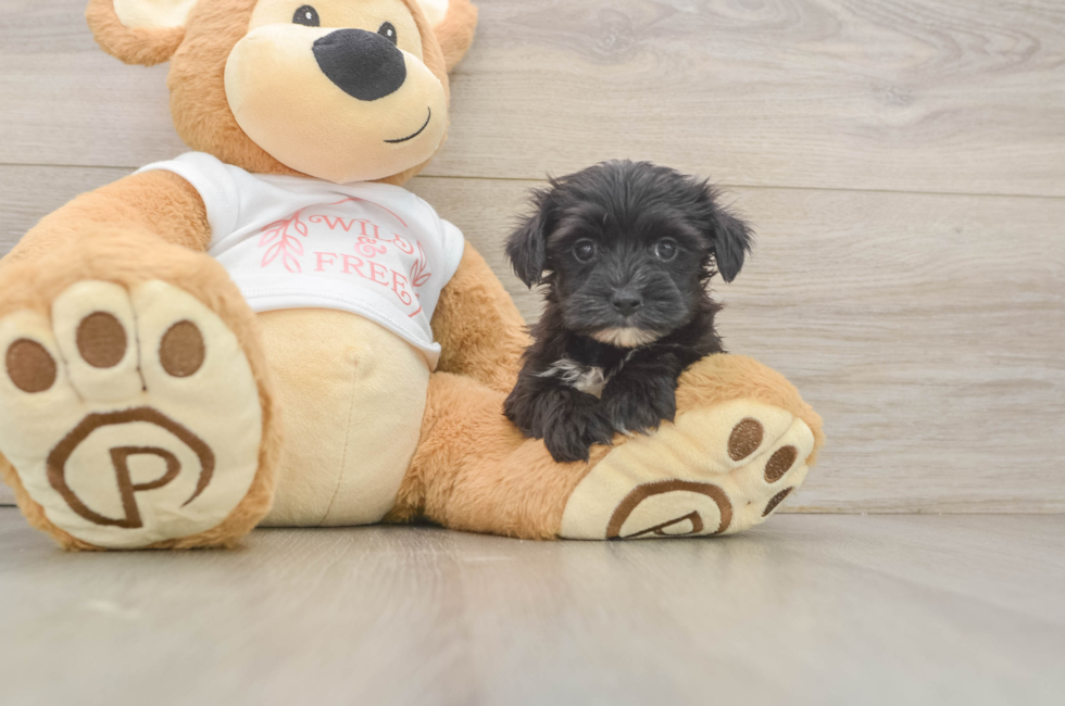 6 week old Morkie Puppy For Sale - Pilesgrove Pups