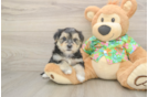 Playful Malki Designer Puppy