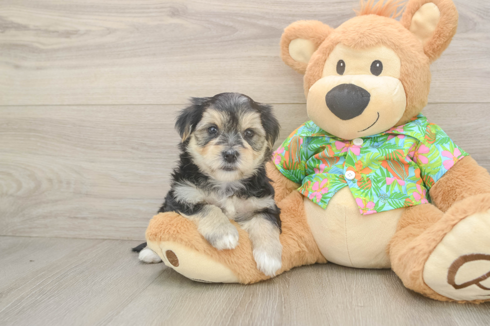 Playful Malki Designer Puppy