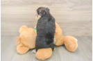Funny Morkie Designer Pup