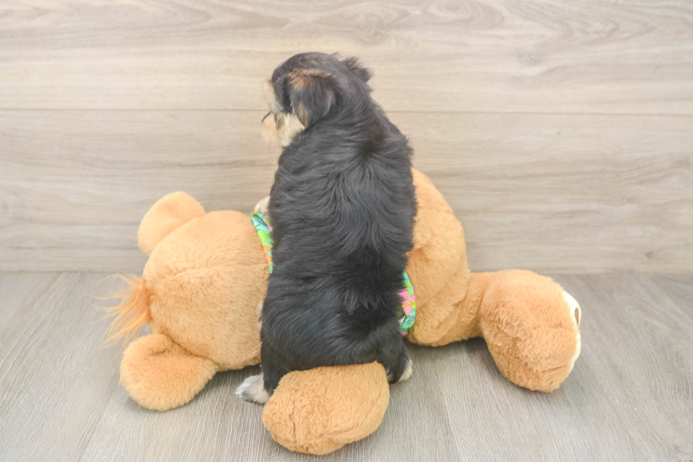 Funny Morkie Designer Pup