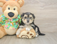 8 week old Morkie Puppy For Sale - Pilesgrove Pups